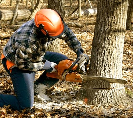Tree Removal in Goldvein, VA